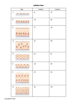 Epithelial Tissue Worksheet Anatomy