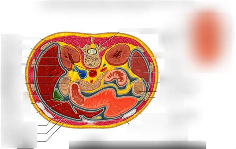 Transverse Section Through Abdominal Cavity Diagram Quizlet