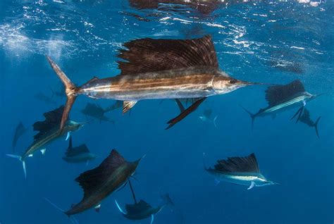 The survival of endangered species by low breeding rate, habitat loss, and the effects of climate change is a dangerous problem caused by human beings. Remarkable, Rare Photographic Moments With Amazing Ocean ...