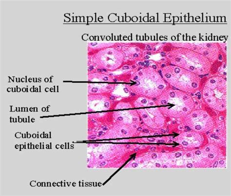 Epithelial Tissues And Their Functions Anatomy Medicinebtg