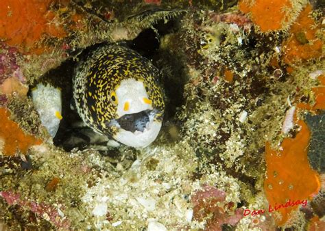 Philippines Marine Life Philippines Underwater Sea View Imaging