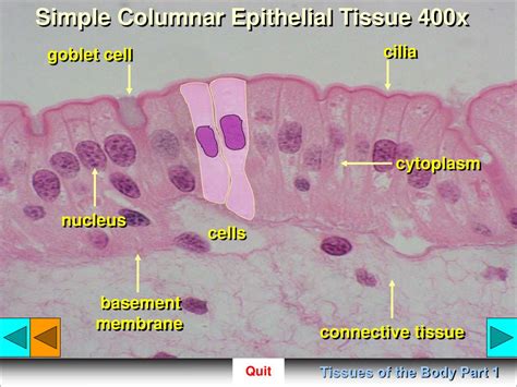 Simple Cuboidal Epithelium Labeled 400x