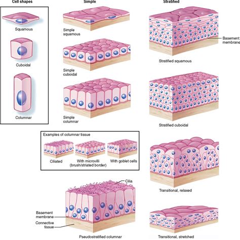 Tissues Basicmedical Key