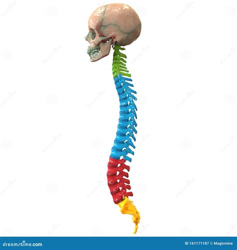 Vertebral Column Of Human Skeleton System Anatomy Lateral View Stock