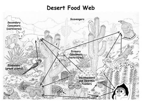 Food Web Interaction Sahara Desert