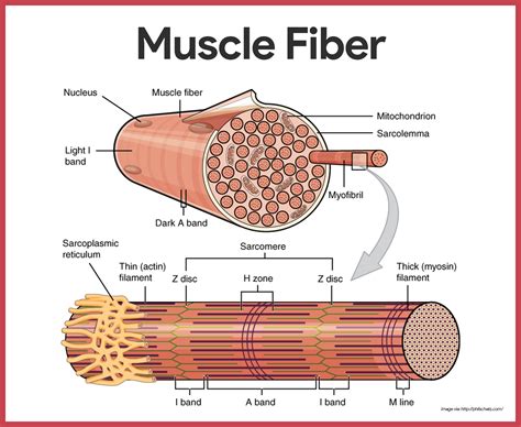 Skeletal Muscle Cell Diagram