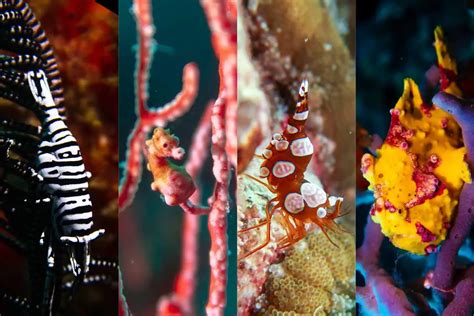 100 Of The Most Popular Marine Life In The Philippines Diver Bliss