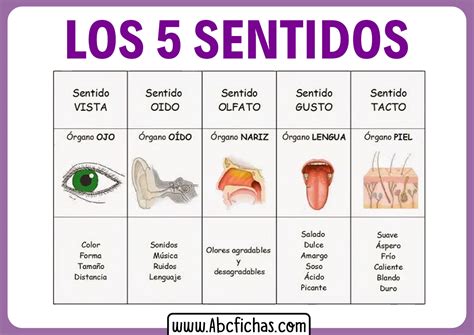 Explicación De Los 5 Sentidos Para Niños Pequeños