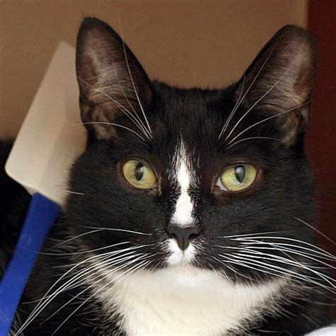 Learn more about bullet today. Adopt CYPRESS on Petfinder | Adoption, Cat rescue, Animal help