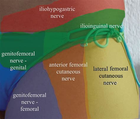 Genitofemoral Nerve Clinical Tree