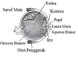 Contoh Alat Optik Dan Prinsip Kerjanya UtakAtikOtak