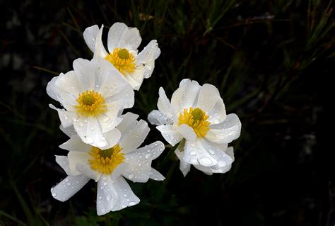 Mount Cook Lilies Ranunculus Lyallii Mountain Buttercup Flickr