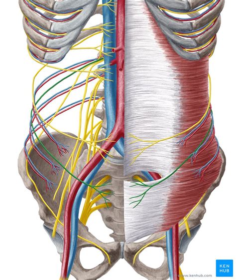 Ilioinguinal Nerve Anatomy Function And Injury Kenhub Porn Sex Picture