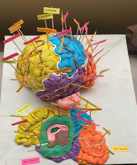 Maqueta Del Cerebro Estefany Arias Udocz