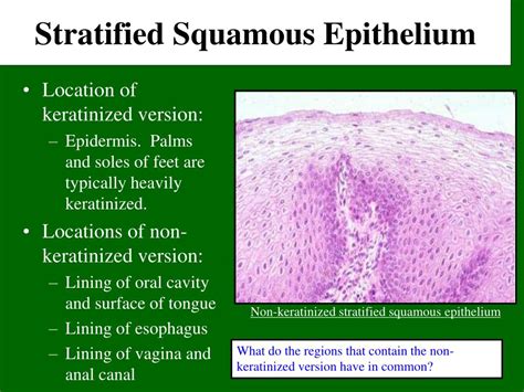 Stratified Squamous Epithelium Location