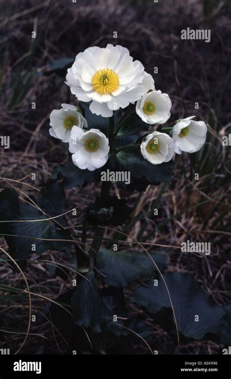 Mount Cook Lily Ranunculus Lyallii Great Mountain Buttercup Mount