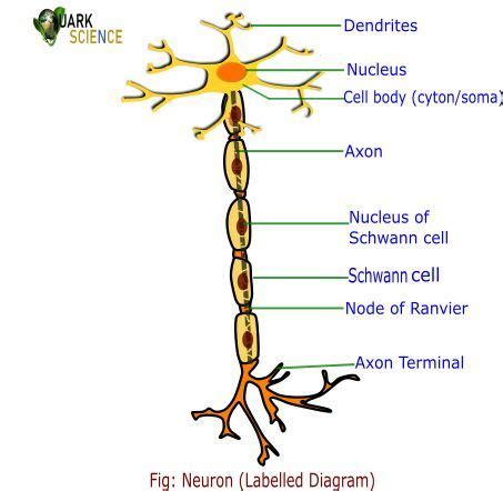 Draw A Neat Labelled Diagram Of Neuron Artofit