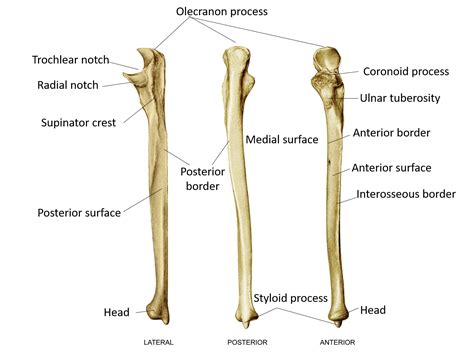 Ulna Anatomy Qa