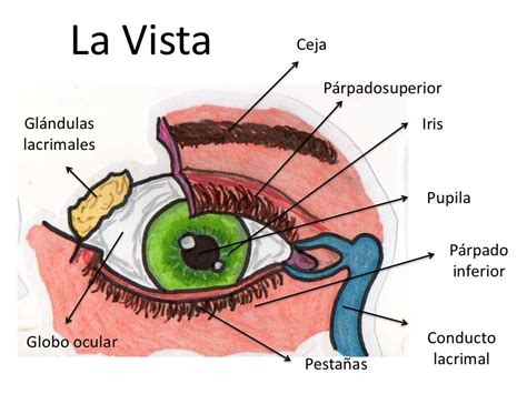 Los 5 Sentidos Partes Y Funciones