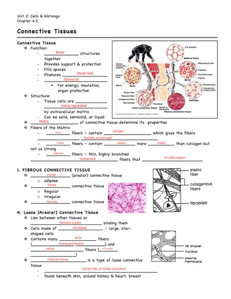 Connective Tissues Unit 2 Cells Histology Chapter 4 Connective