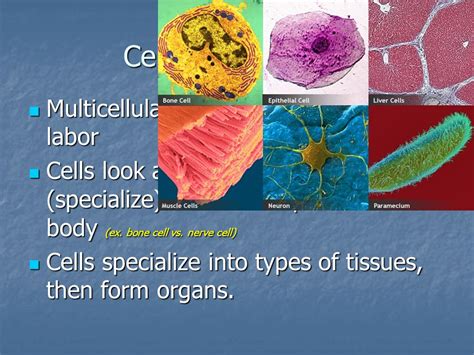 Tissues Introduction Epithelial Tissue Classification Glands Ppt