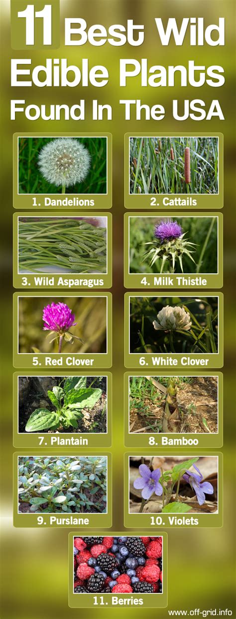 And when you're really serious about edible plants, get couplan's encylopedia. 11 Best Wild Edible Plants Found In The USA | Edible wild ...