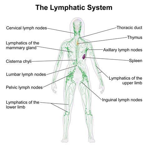 Lymphatic System Body Systems