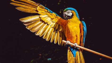 4k Parrot Wallpapers Wallpaper Cave