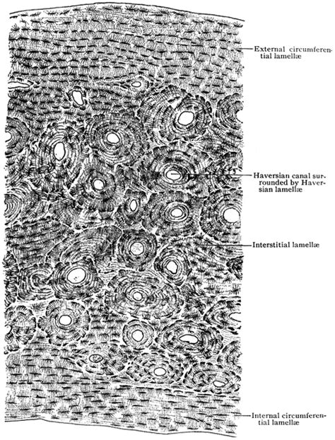 Transverse Section Of Compact Bone Clipart Etc