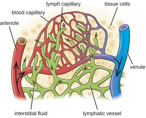 Anatomy Of The Circulatory And Lymphatic Systems Microbiology