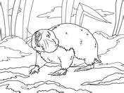 Rats Coloring Pages Free Coloring Pages