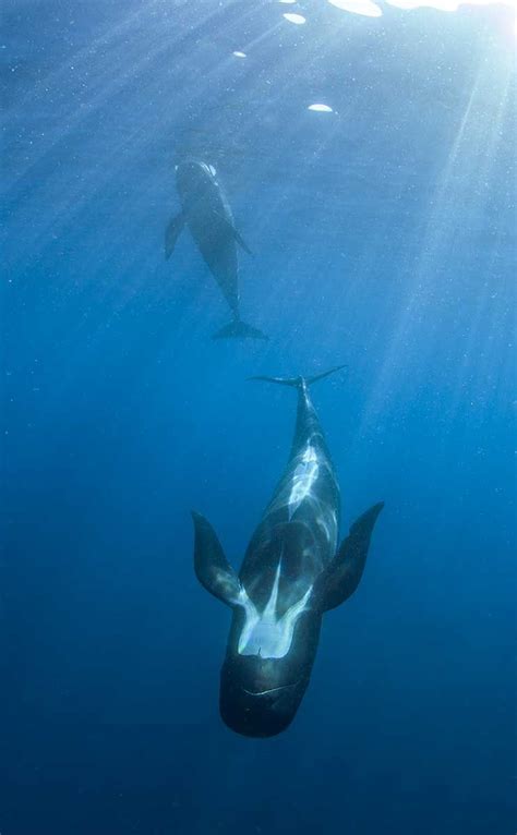 It's completely transparent so you can see. Remarkable, Rare Photographic Moments With Amazing Ocean ...