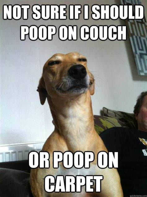 30 Poop Memes You Just Need To See Right Now