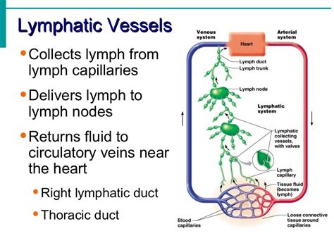 Lymphatic System Notes