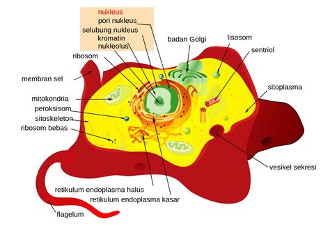 Bagian Bagian Sel Hewan Beserta Fungsinya Ilmu