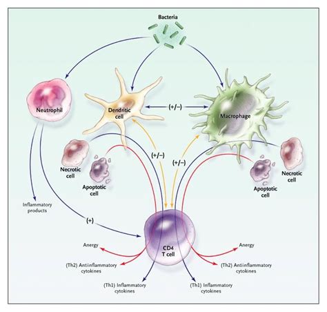 Sepsis Pathophysiology Made Easy