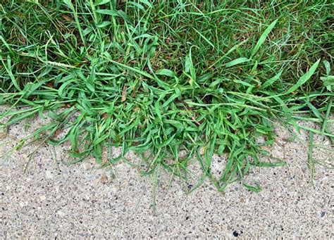 15 Types Of Weeds To Watch Out For Purewow