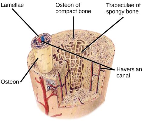 The association of bones with death is illustrated by the sweets shown in figure below. Structure of Bones | Biology for Majors II