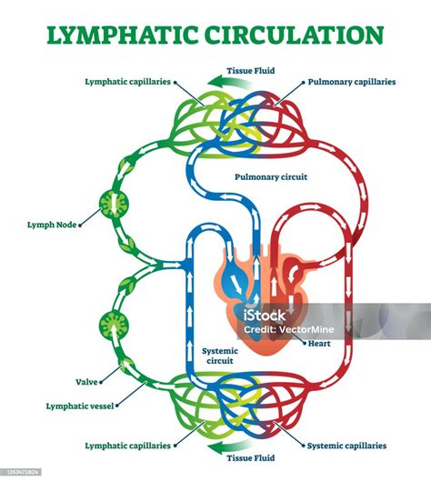 Lymphatic Circulation System With Lymph Transportation Vector