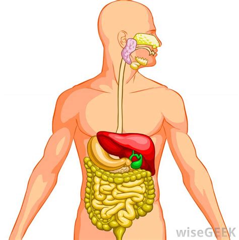 Orang yang membuat gambar kartun ini adalah. Sistem Pencernaan Pada Manusia dan Ruminansia - Amplop ...