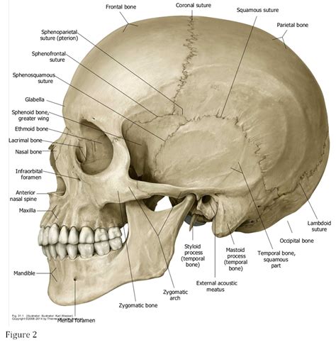 Anatomy Structures List Skull