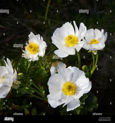 Mount Cook Lily Also Called The Great Mountain Buttercup Or Shepherd