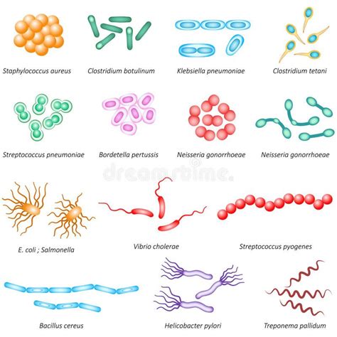 Illustration About Illustration Of Common Bacteria Types That Effect