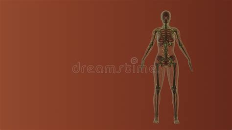 Lymphatic System Face Stock Illustrations 27 Lymphatic System Face