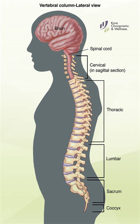 Human Vertebral Column Anatomy