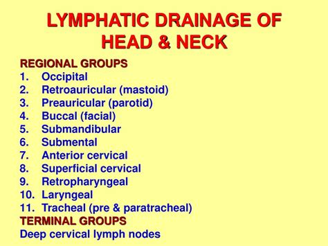 Lymphatic System Head And Neck