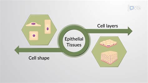 Epithelial Tissues And Their Functions Anatomy