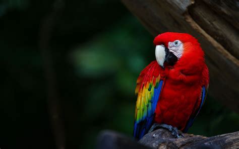 4k Parrot Wallpapers Wallpaper Cave