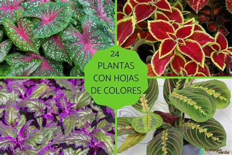 24 PLANTAS con HOJAS de COLORES Nombres características y fotos