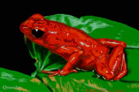 Where you stop drawing the neck draw a bent line. Strawberry Poison Dart Frog ← an animals Speedpaint ...